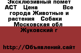 Эксклюзивный помет АСТ › Цена ­ 30 000 - Все города Животные и растения » Собаки   . Московская обл.,Жуковский г.